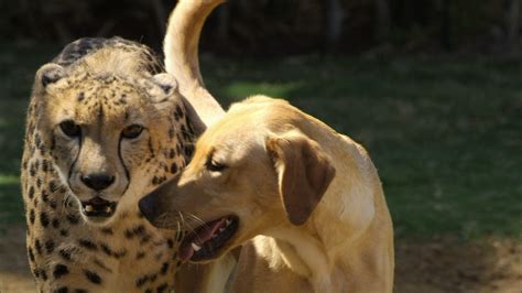 unlikely friendships in history|12 Lesser.